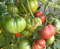 Tomaten Samen - Mikado Rosa