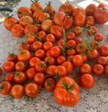 Tomate Samen - Harzfeuer