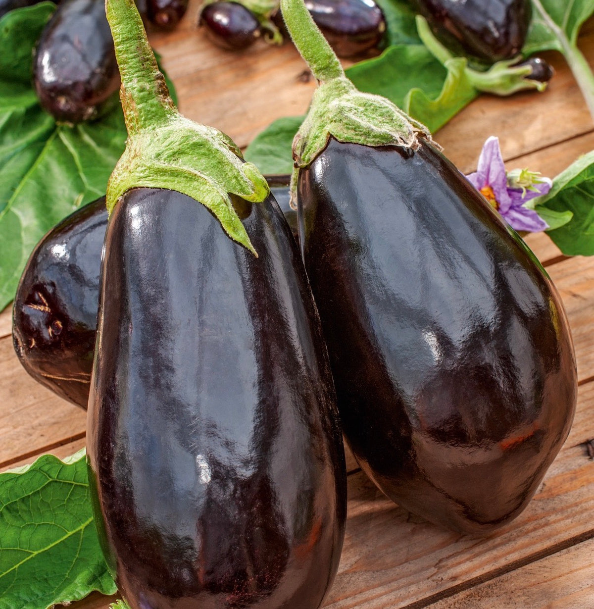 Aubergine Samen - Black Beauty