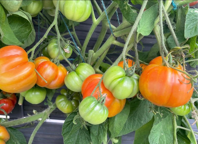 Tomaten Samen - Oaxacan Jewel