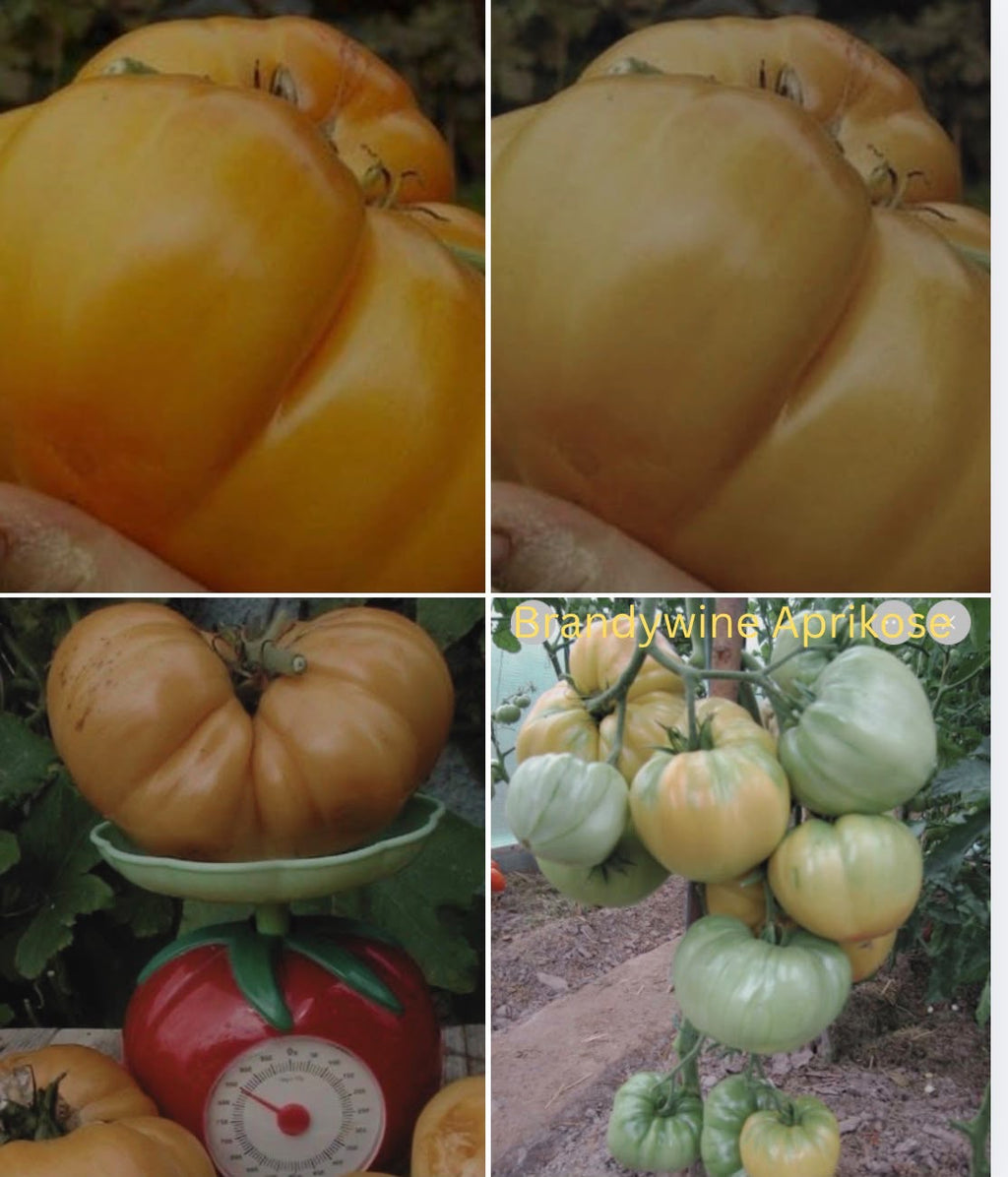 Tomaten Samen - Apricote Brandywine