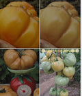 Tomaten Samen - Apricote Brandywine