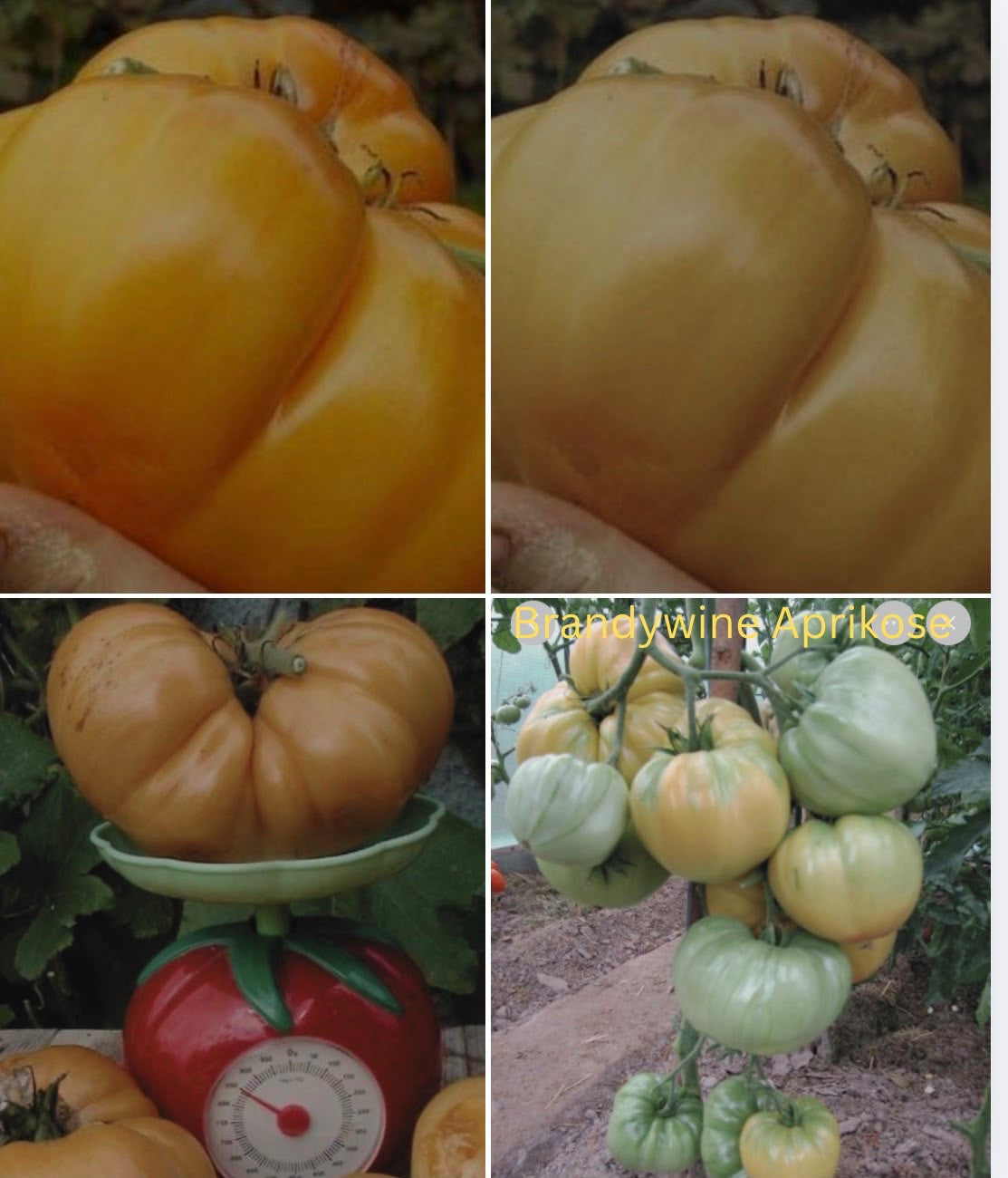 Tomaten Samen - Apricote Brandywine