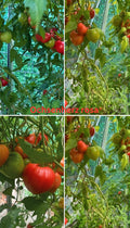 Tomaten Samen - Ochsenherz Rosa