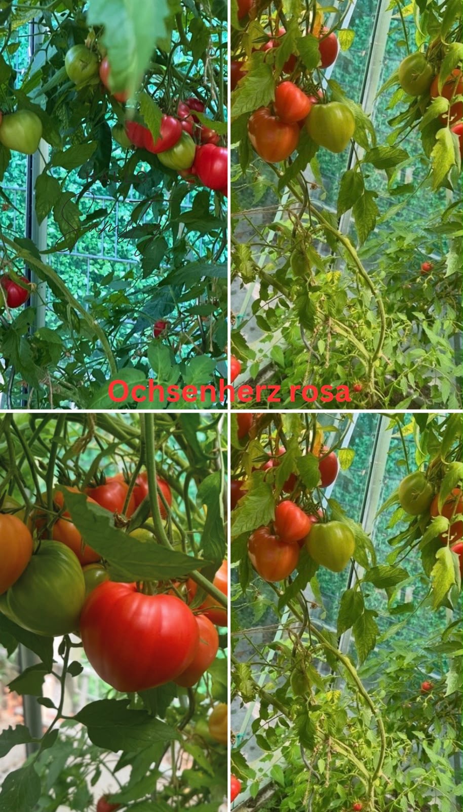 Tomaten Samen - Ochsenherz Rosa