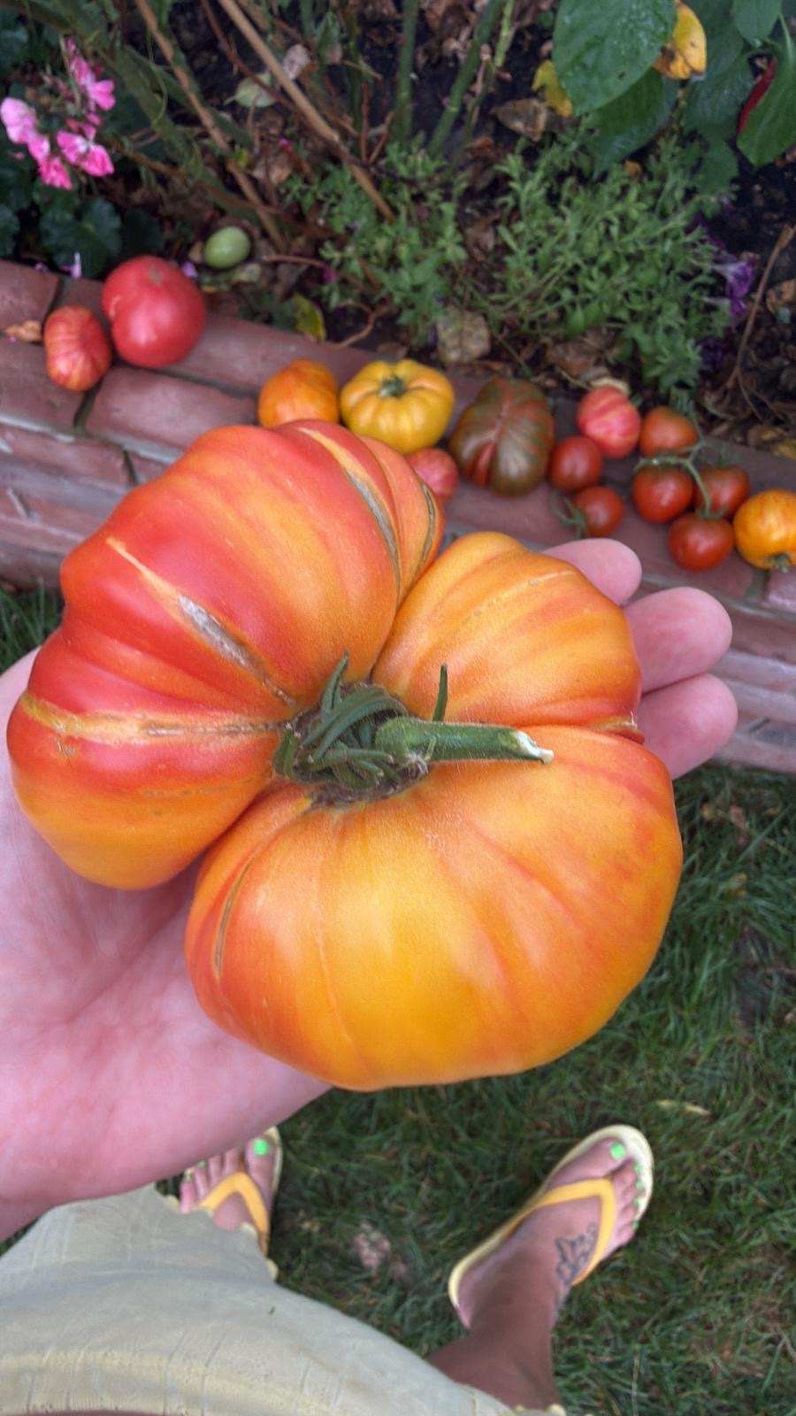 Tomaten Samen - German Gold