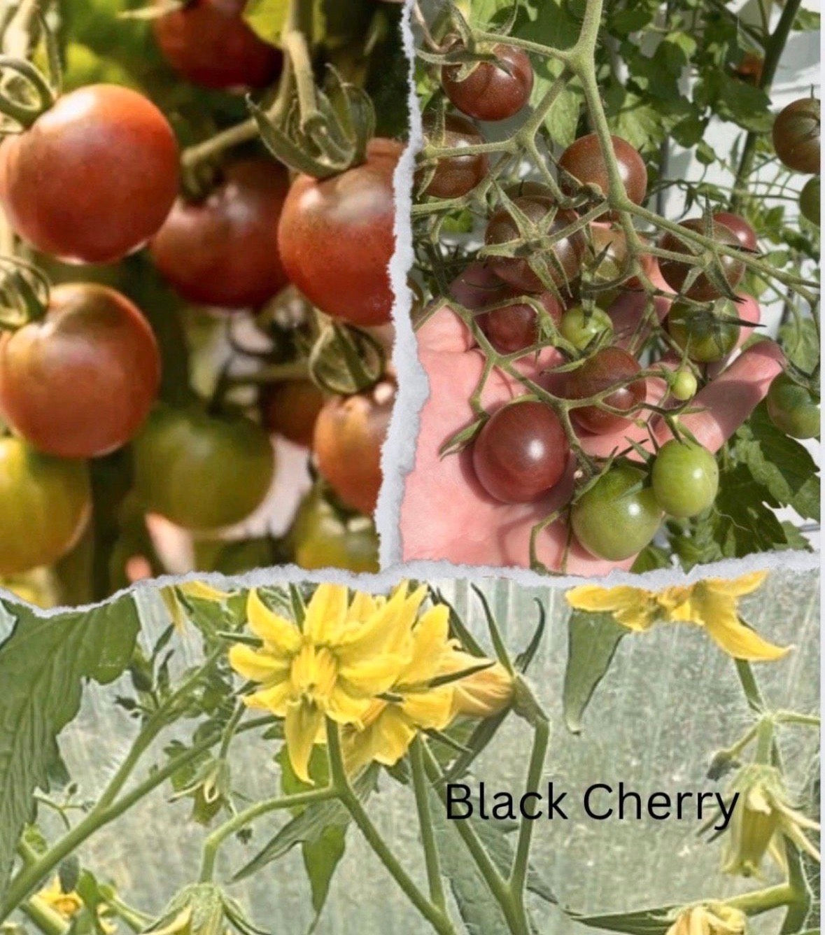 Tomaten Samen - Black Cherry