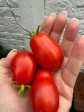 Tomaten Samen - Eiertomate - Solanum Lycoperiscum