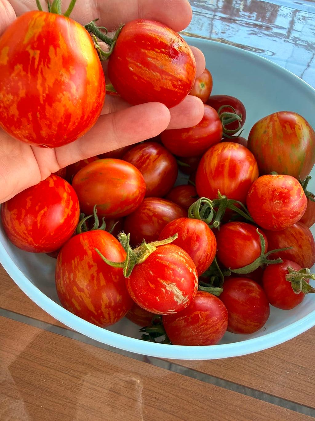Tomaten Samen - Geflammtes Ei