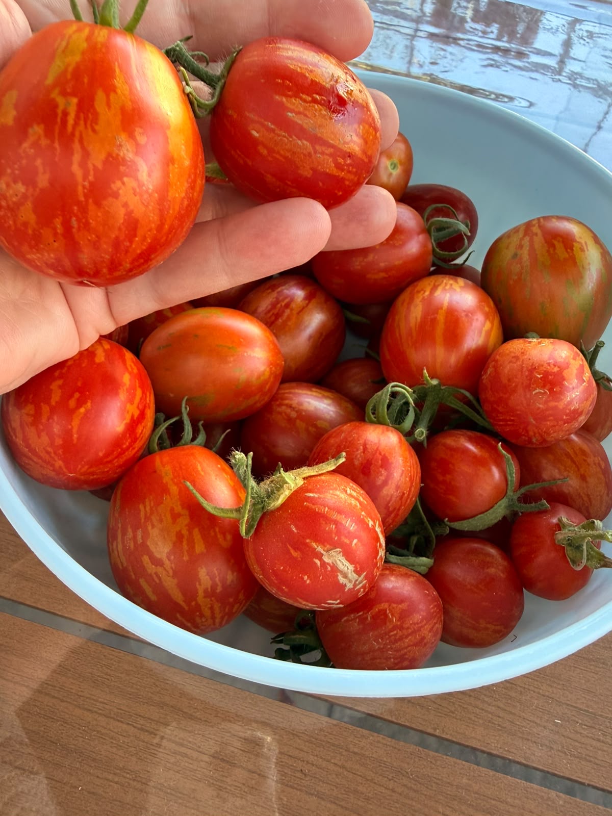 Tomaten Samen - Geflammtes Ei