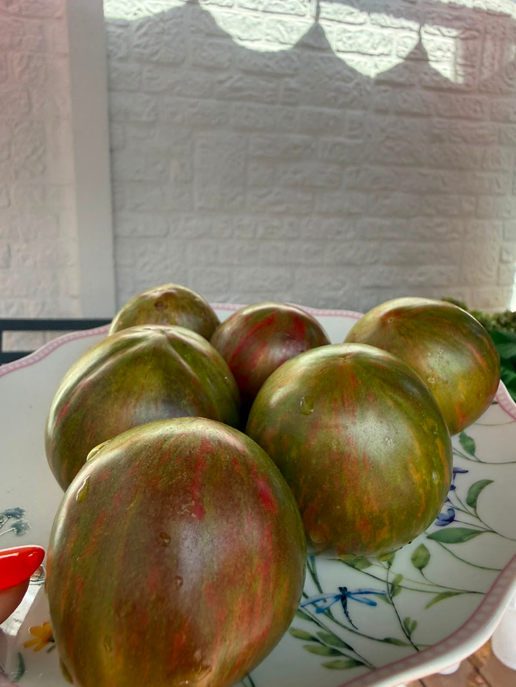 Tomaten Samen - Cassio