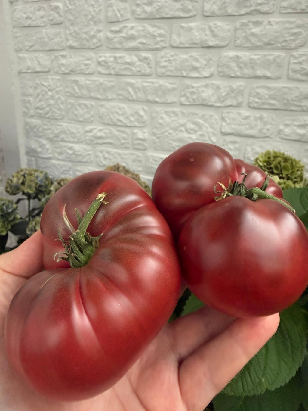 Tomaten Samen - Schwarzer Russe