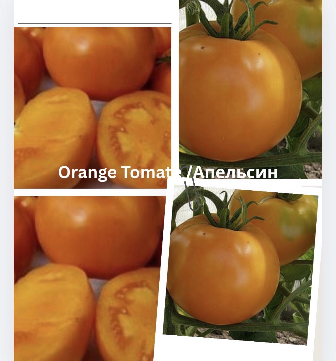 Tomaten Samen - Orange - Апельсин