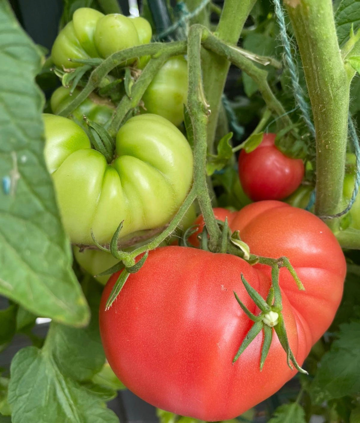 Tomaten Samen - Zucker Bison