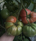 Tomaten Samen - Rosa Riese