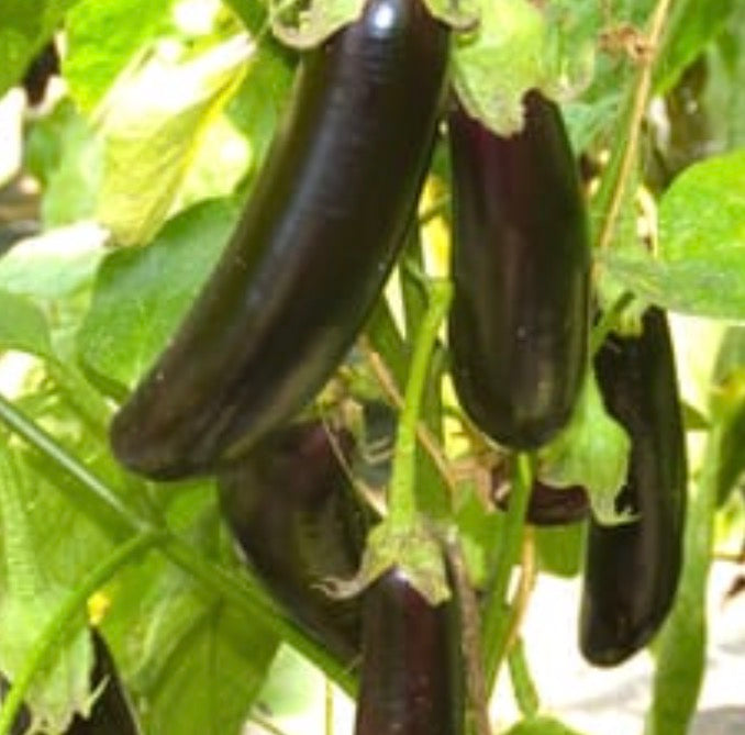 Auberginen Samen - Violetta lunga