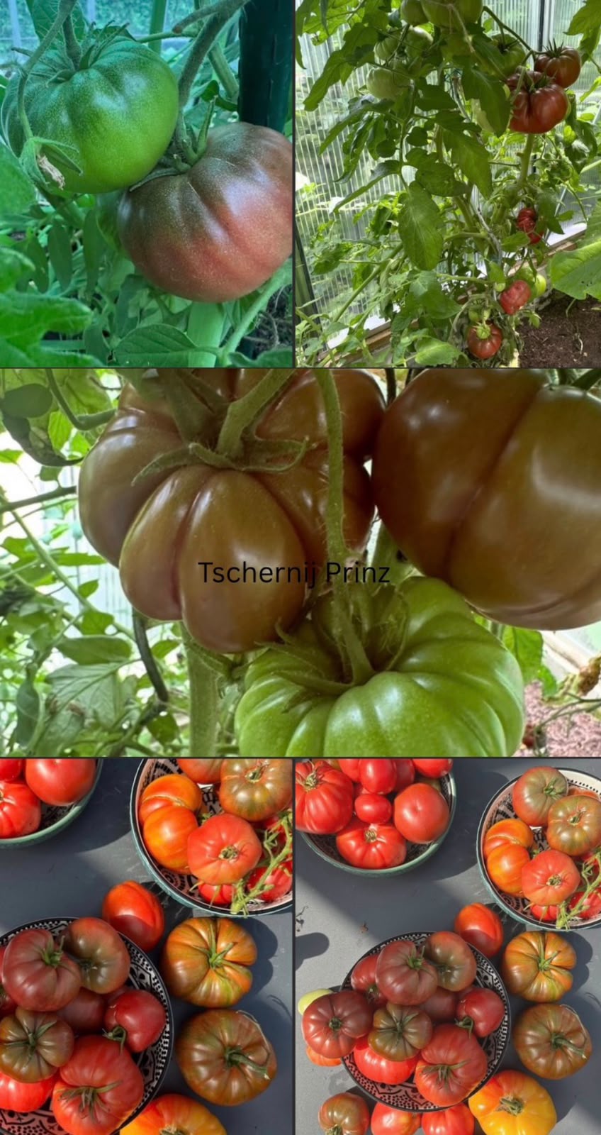 Tomaten Samen - Tschernij Prinz