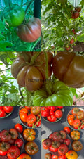 Tomaten Samen - Tschernij Prinz