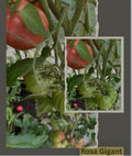 Tomaten Samen - Rosa Gigant