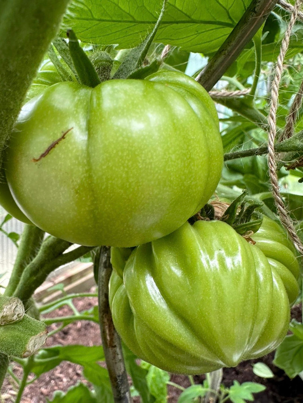 Tomaten Samen - Charlie Green