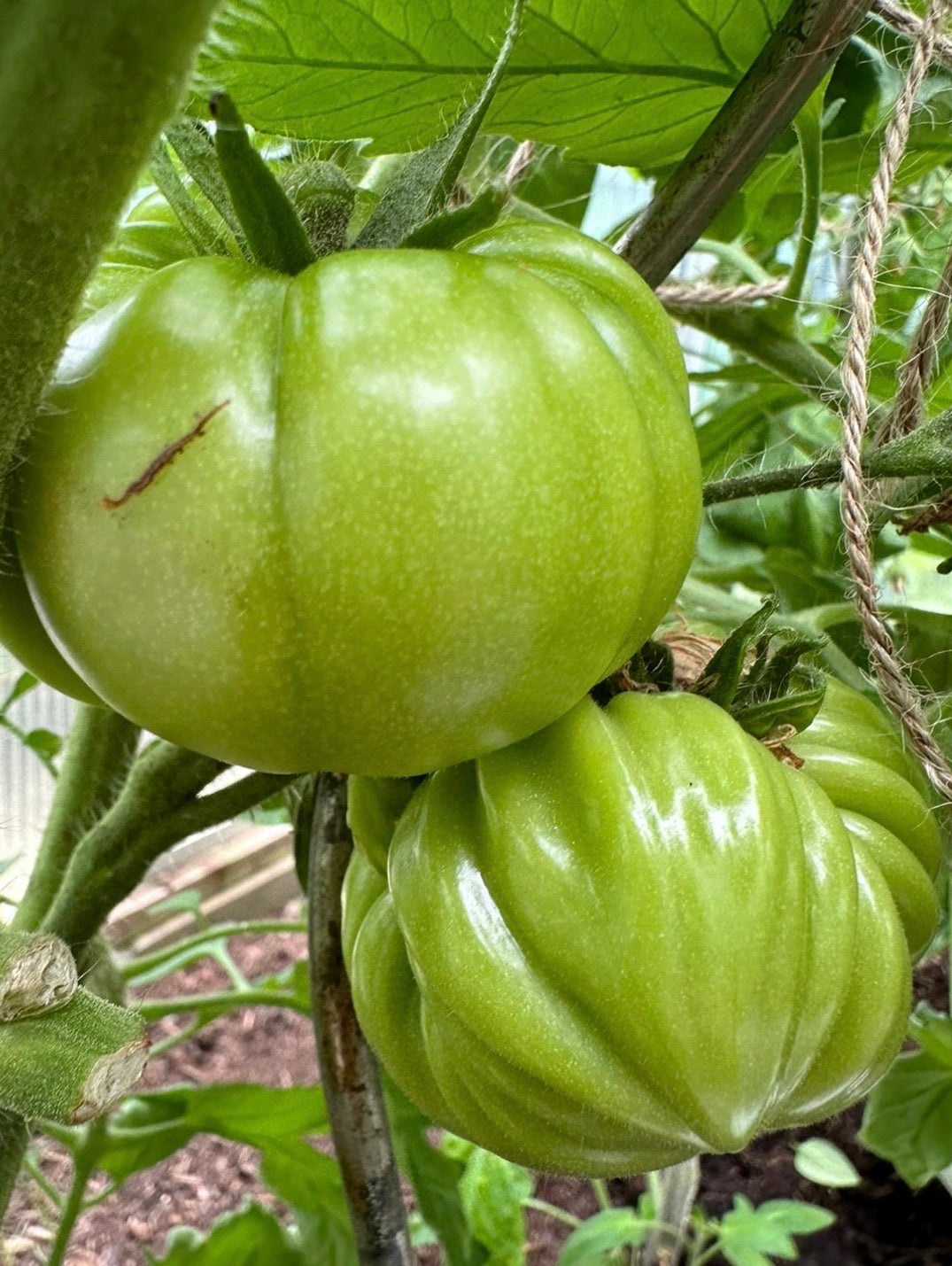 Tomaten Samen - Charlie Green