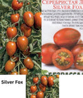 Tomaten Samen - Silver Fox