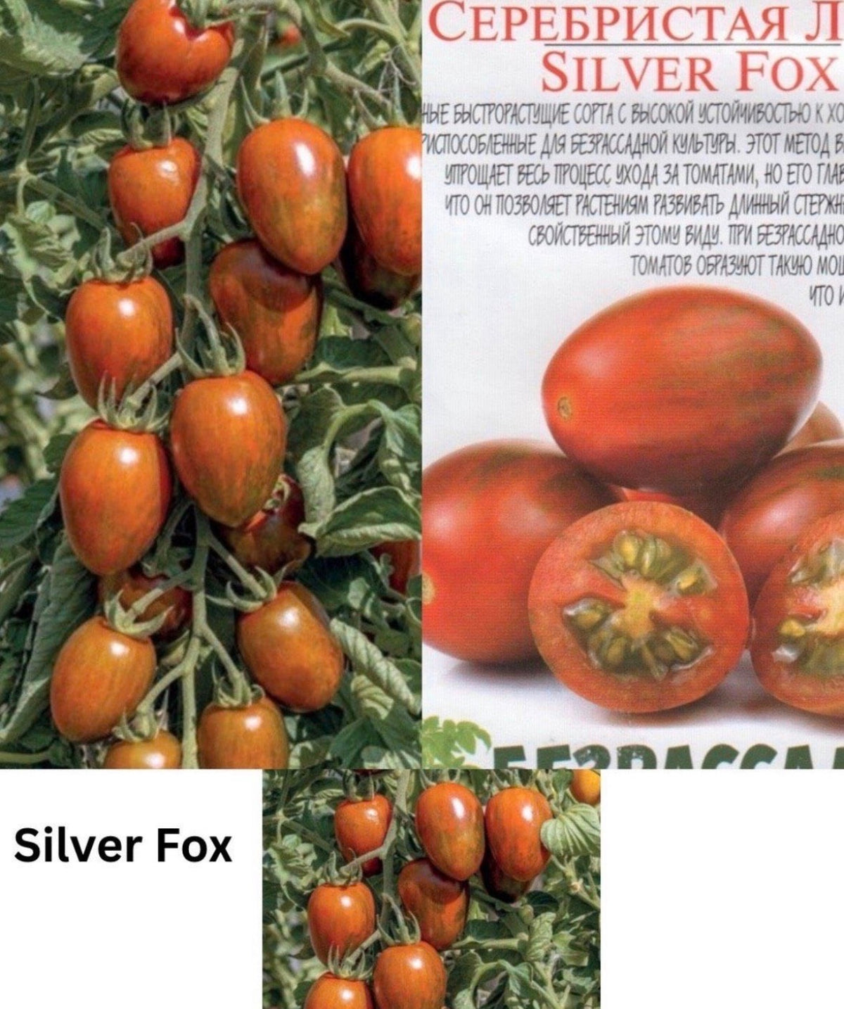 Tomaten Samen - Silver Fox