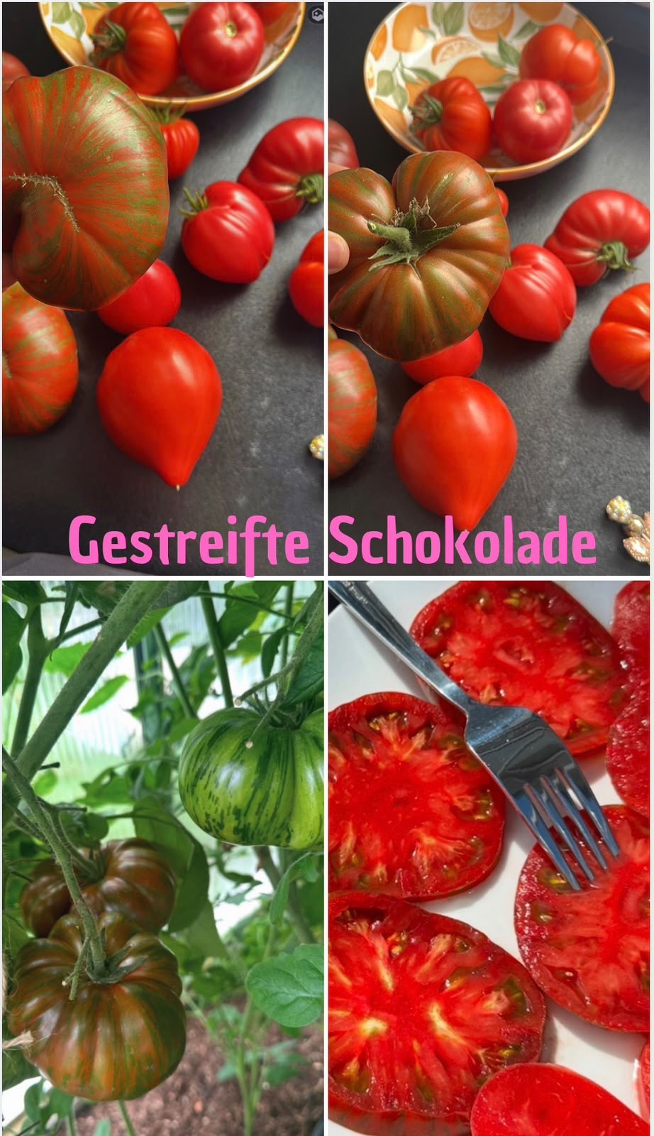 Tomaten Samen - Gestreifte Schokolade - Полосатый шоколад