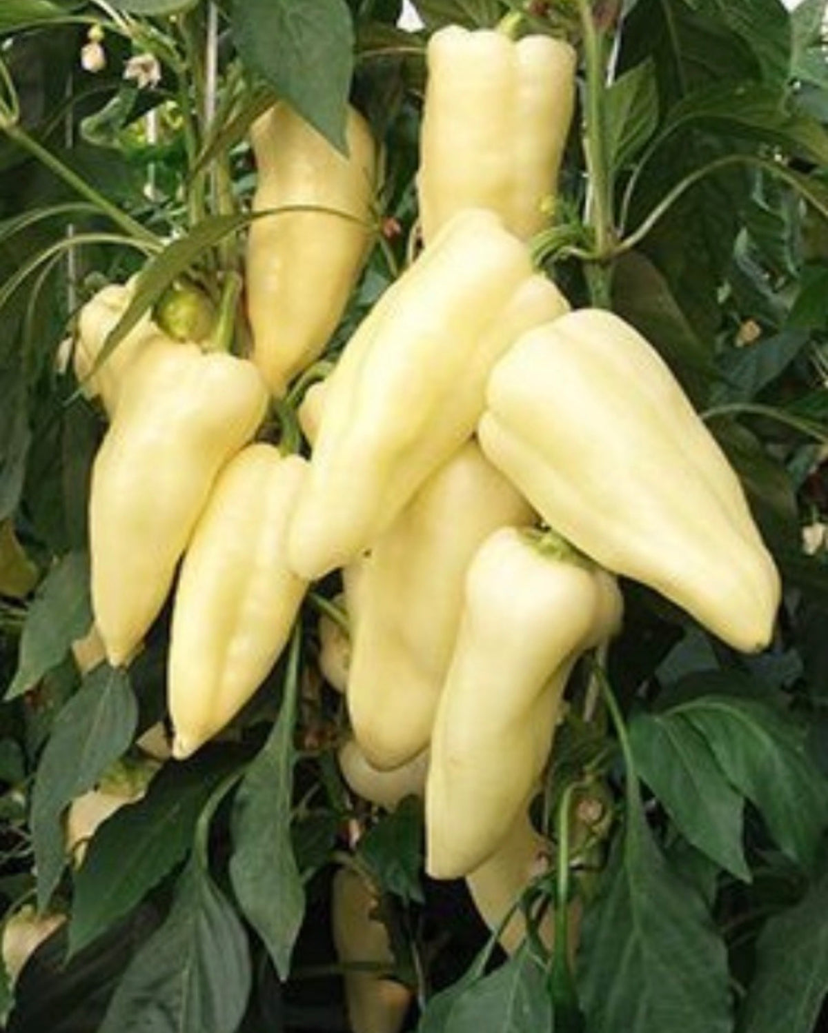 Paprika Samen - Zlata