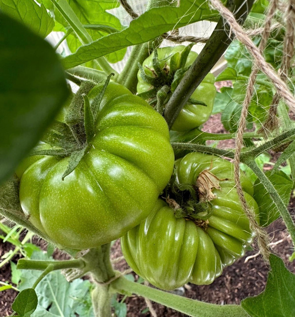 Tomaten Samen - Charlie Green