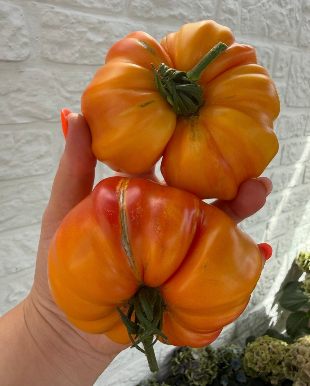 Tomaten Samen - German Gold