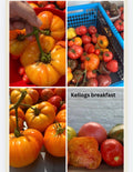 Tomaten Samen Kellogs breakfast