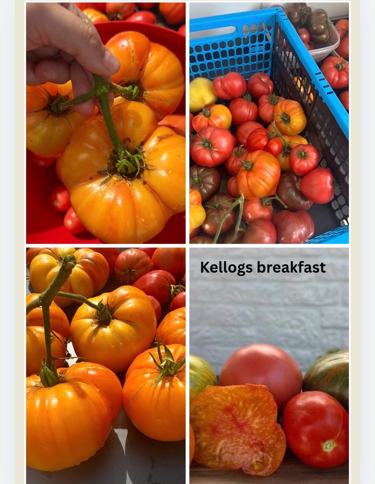 Tomaten Samen Kellogs breakfast