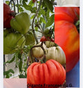 Tomaten Samen - Gigante Francese di Grenoble