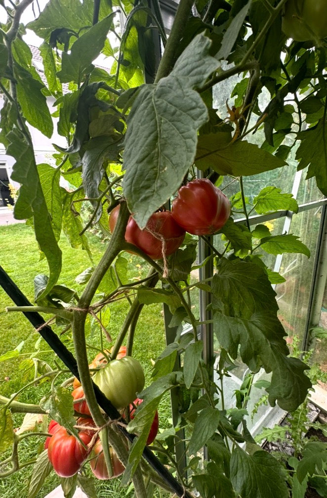 Tomaten Samen - Richardson Rot