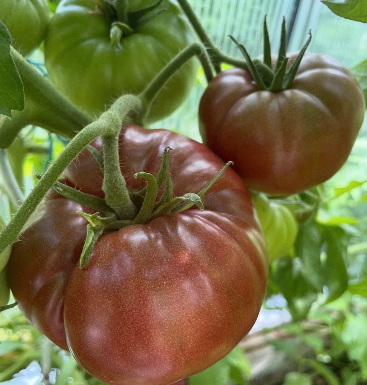 Tomaten Samen - Black Krim