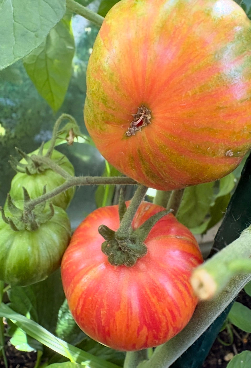 Tomaten Samen - Vintage Wine