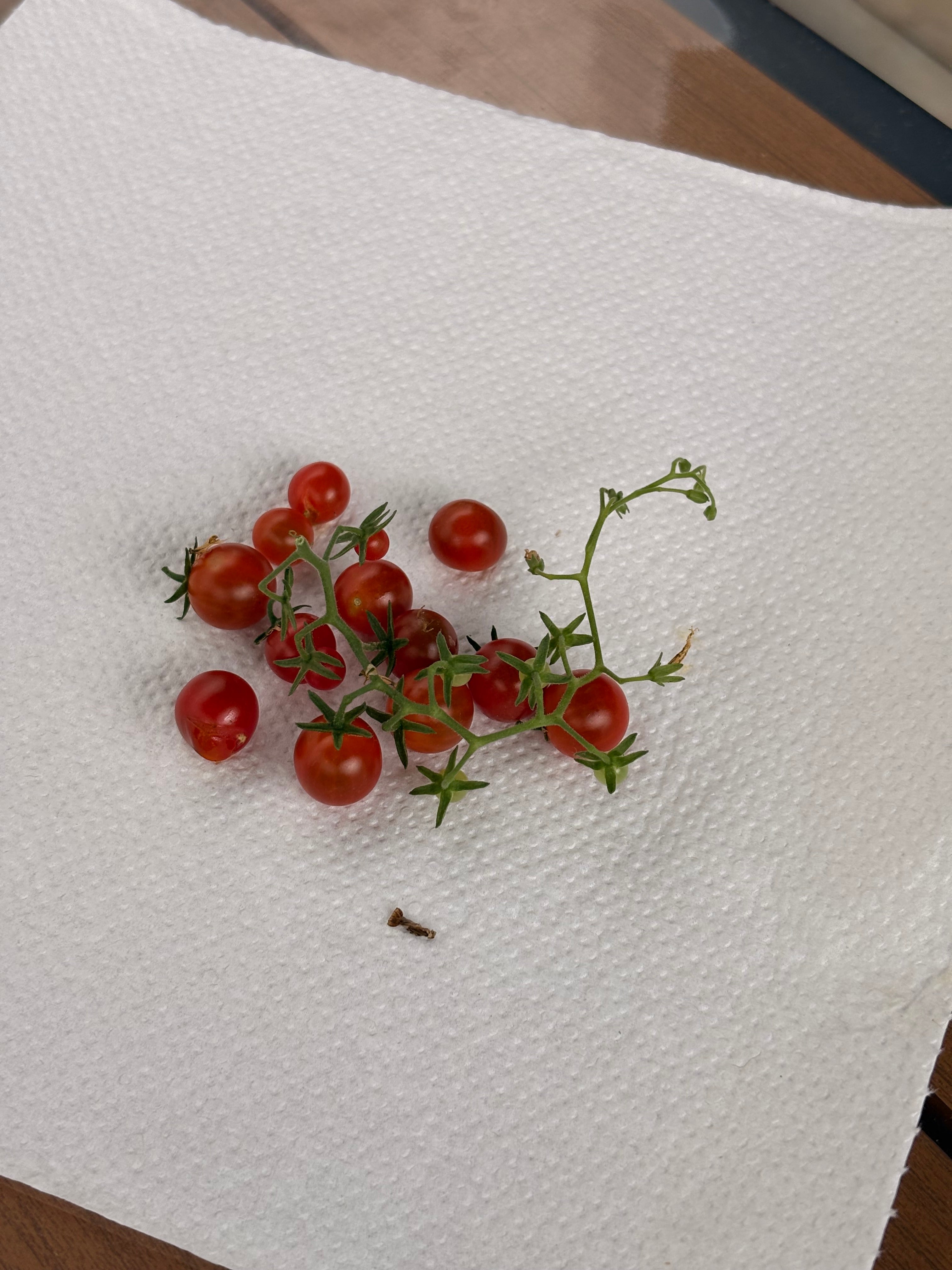 Tomaten Samen - Red Currant