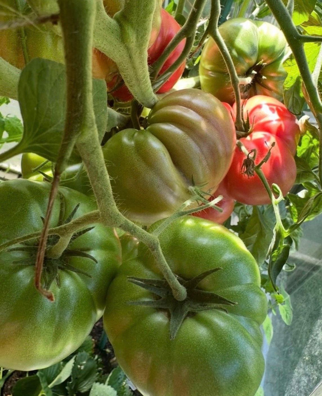 Tomaten Samen - Mikado Rosa