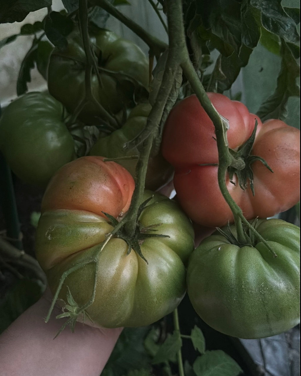 Tomaten Samen - Brandywine Pink