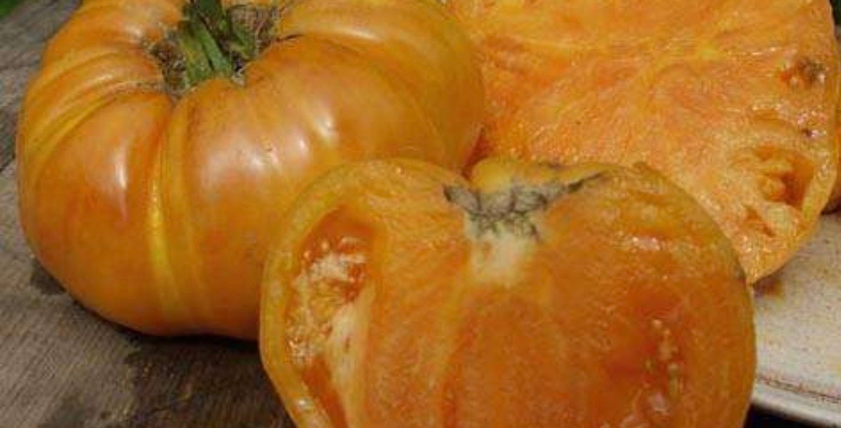 Tomaten Samen - Apricote Brandywine