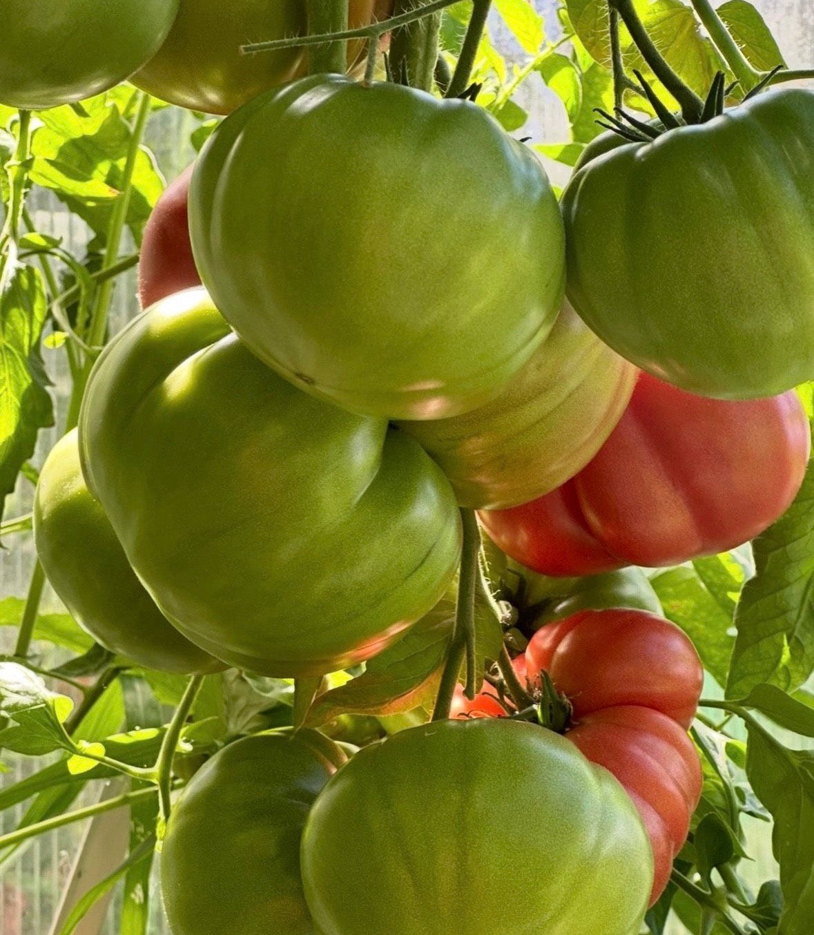 Tomaten Samen - Brandywine Pink