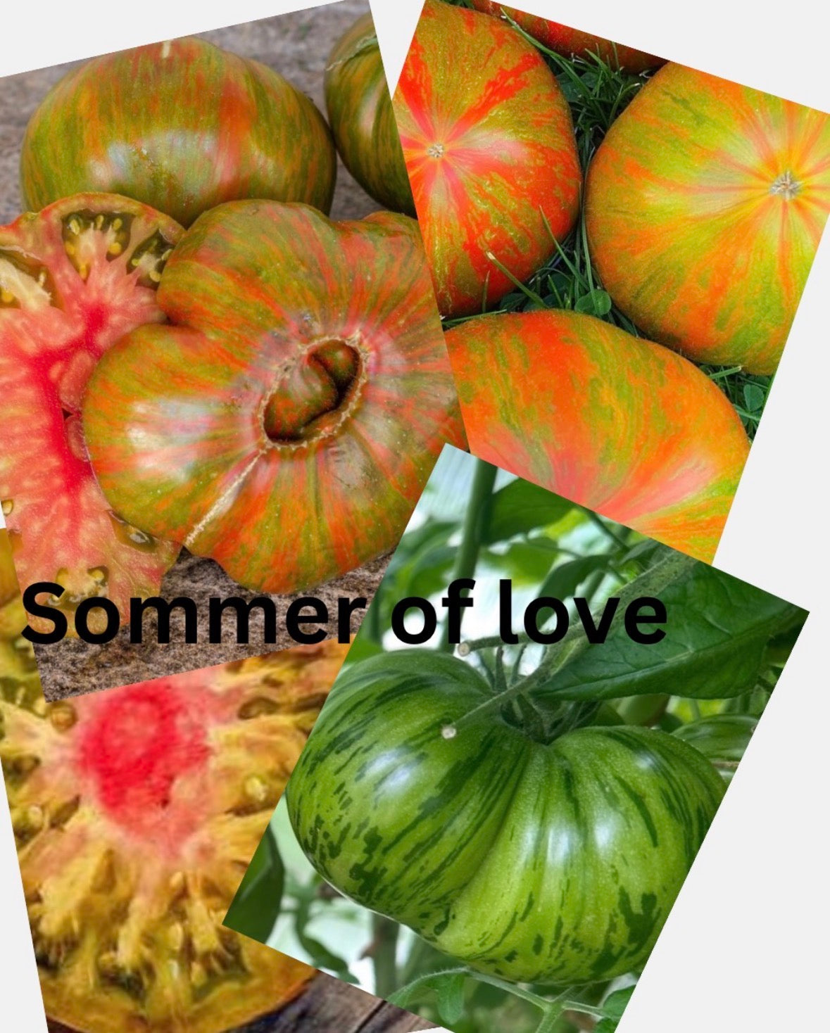 Tomaten Samen - Sommer of love