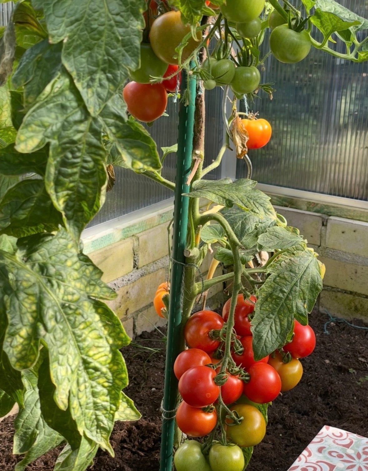 Tomaten Samen - Hellfrucht