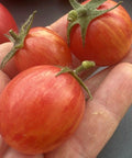 Tomaten Samen Tropical sun