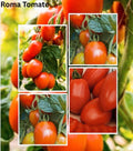Tomate Samen - Roma