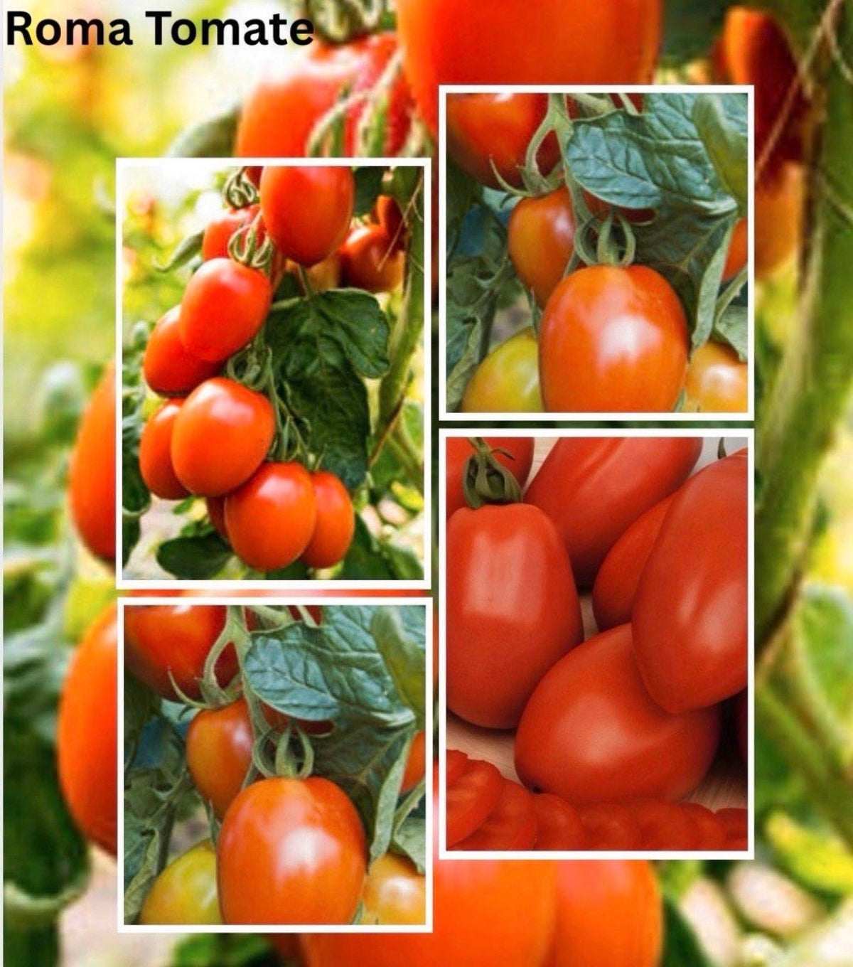 Tomate Samen - Roma