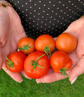 Tomaten Samen - Hellfrucht