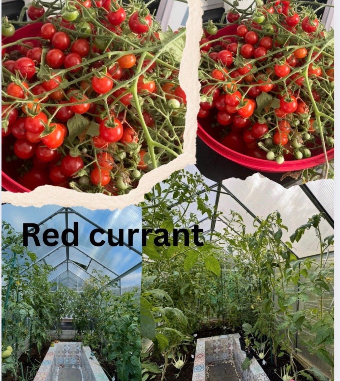 Tomaten Samen - Red Currant