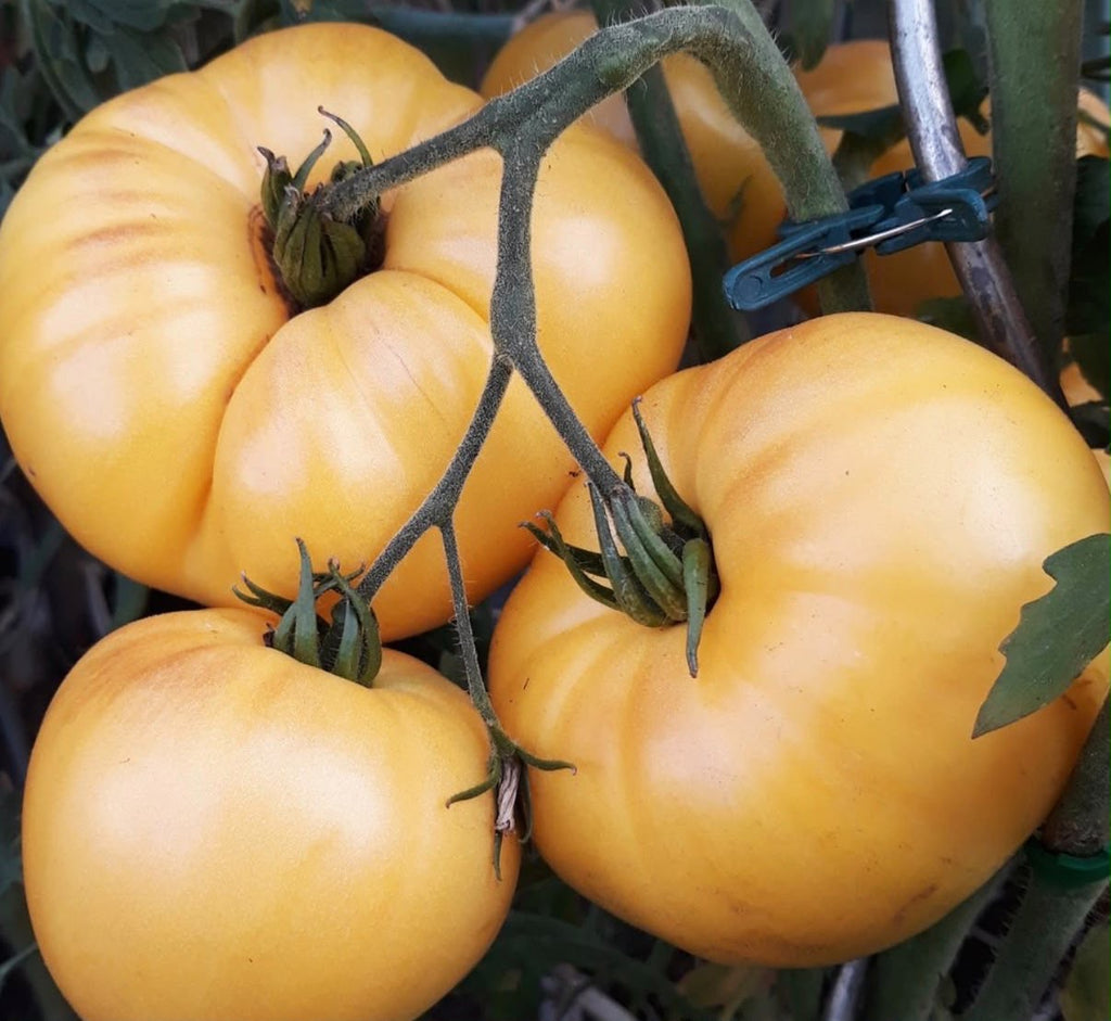 Tomaten Samen - Creme Torte - weißes Eiscreme genannt
